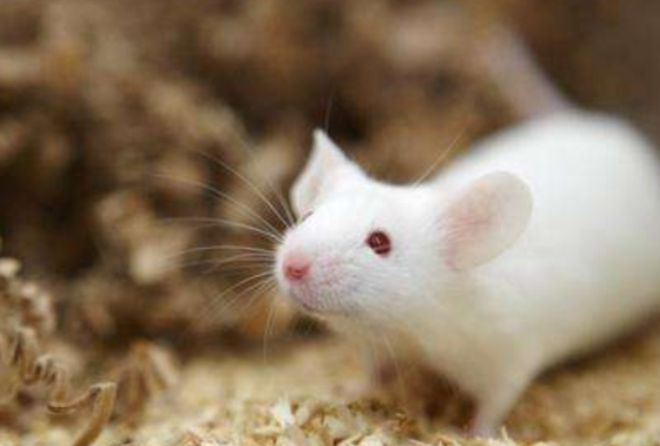 Oocyte Miracle in Male Mice Leads to New Era of Fertility